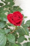 Fotogenic_f14b0756-0006-4589-889f-3c31e37b165e