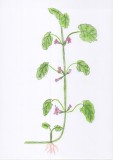 Glechoma hederacea