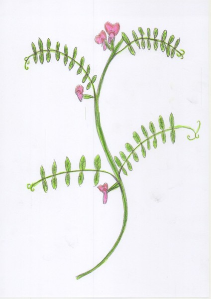 Vicia sativa