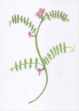 Vicia sativa