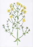 Hypericum perforatum