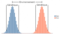 QI, genetique, environnement