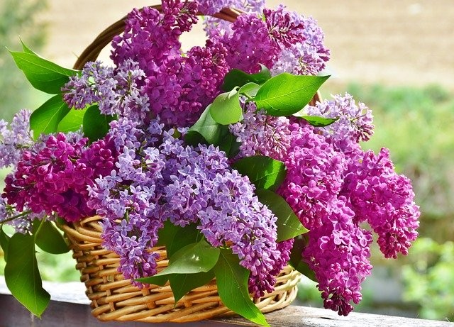 lilas-pourpre