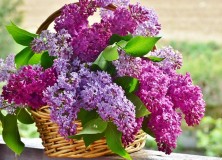 lilas-pourpre