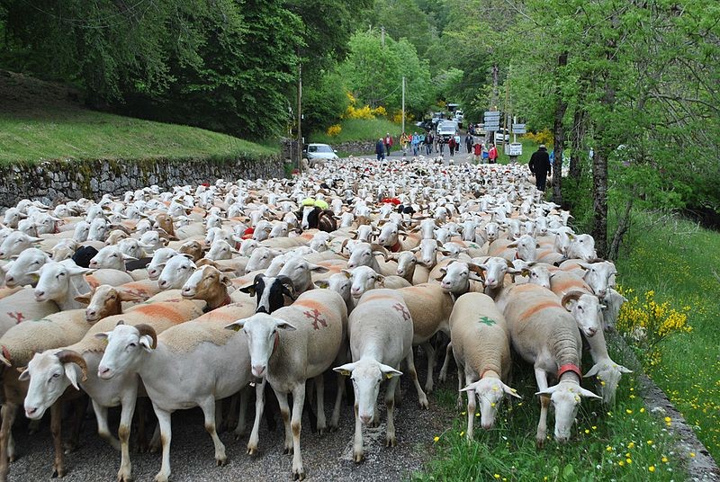800px-La_transhumance_des_moutons