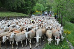 800px-La_transhumance_des_moutons