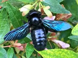 abeille charpentière