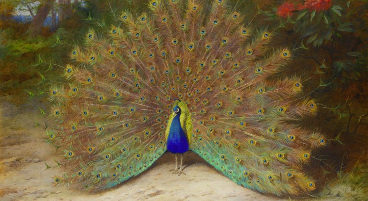 Archibald_Thorburn_Peacock_and_Peacock_Butterfly_At_87.5_x_111.5cm._Bonhams.-750x410