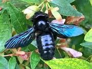 Abeille charpentière
