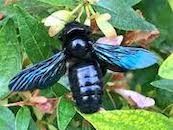 Abeille charpentière