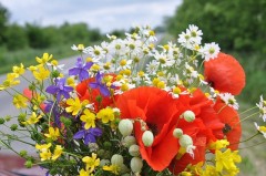 wild-flowers-849401_640