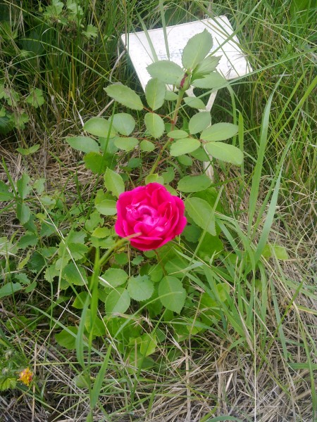 Rose damas