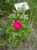 Rose damas