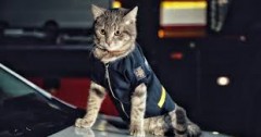 chat pompier.jpeg-1