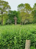 Nymphe des bois