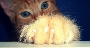Chat griffes