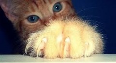 Chat griffes