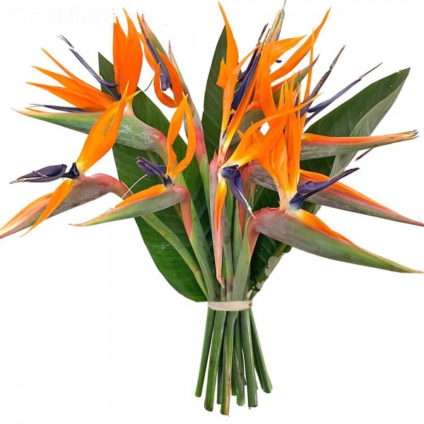 bouquet-oiseaux-paradis