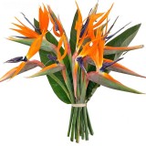 bouquet-oiseaux-paradis