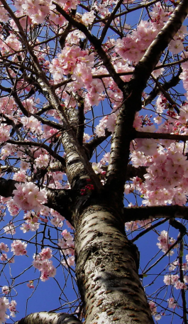 arbre fleur