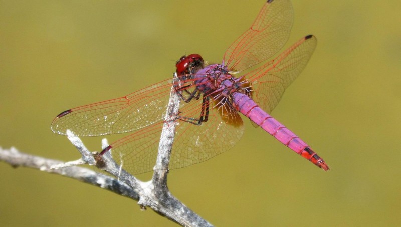 1200x680_red-dragonfly-g23da0fed7_1920