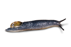 petite-helicolimace