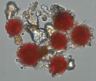 sangina nivaloides